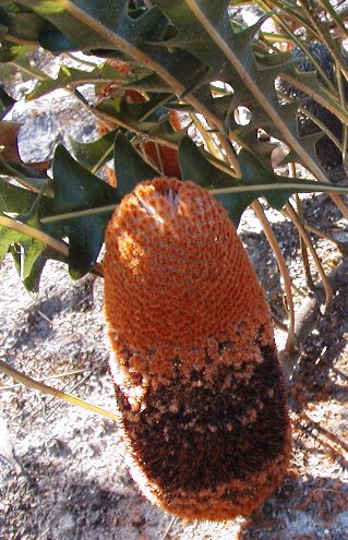 Banksia gardneri